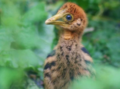 world s deadliest chick hatches in cotswolds bird park after 25 year breeding attempt world s deadliest chick hatches in cotswolds bird park after 25 year breeding attempt
