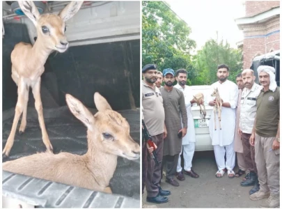 bid to smuggle deer fawns foiled bid to smuggle deer fawns foiled