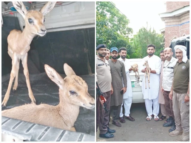 two deer fawns were rescued and handed over to the wildlife department photos express