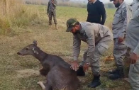 sambar deer crossing from india rescued in narowal sambar deer crossing from india rescued in narowal