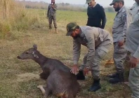 sambar deer crossing from india rescued in narowal sambar deer crossing from india rescued in narowal