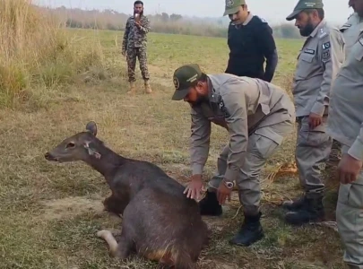sambar deer crossing from india rescued in narowal