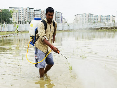 dengue at cwg dengue at cwg