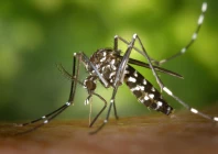 bangladesh faces dengue outbreaks regularly from past many years photo pexels