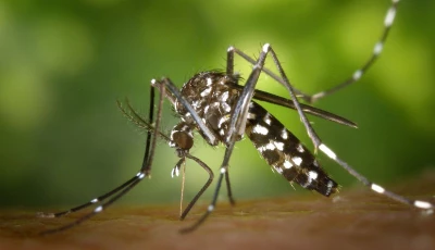 kundi moves to curb dengue as cases surge kundi moves to curb dengue as cases surge