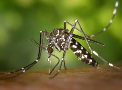 experts say stagnant water attractive breeding spot for dengue mosquitoes