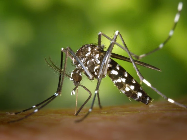 pakistan faces dengue outbreaks regularly from past many years photo pexels