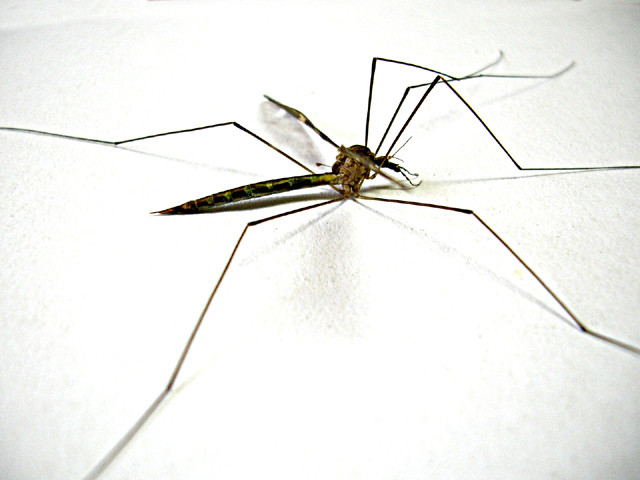 2 patients die of dengue 2 patients die of dengue