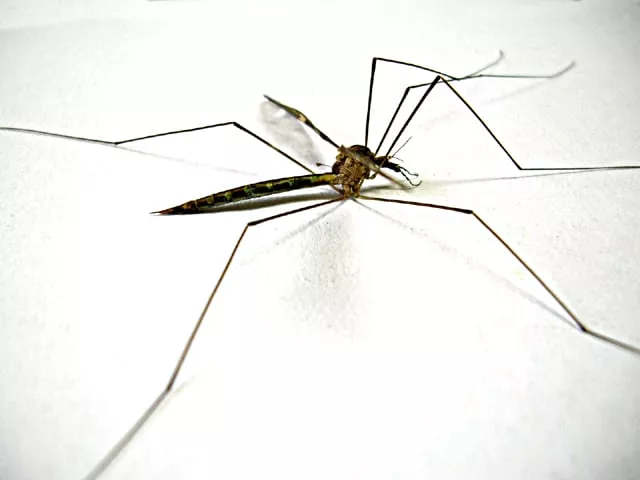 dengue grossly underreported dengue grossly underreported