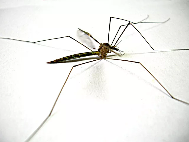 dengue fever death toll rises to 6 dengue fever death toll rises to 6