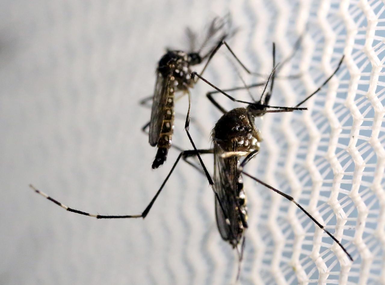 two dengue cases confirmed