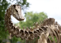 file photo a full size bronze replica of a diplodocus dinosaur skeleton is seen at the newly completed nature discovery garden at the natural history museum in london britain july 16 2024 reuters