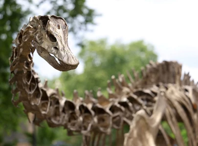 spanish scientists find first evidence of diplodocus dinosaur in europe