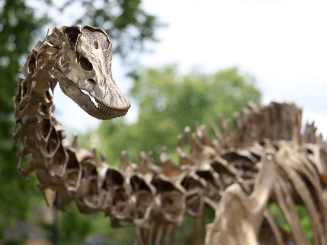 file photo a full size bronze replica of a diplodocus dinosaur skeleton is seen at the newly completed nature discovery garden at the natural history museum in london britain july 16 2024 reuters file photo a full size bronze replica of a diplodocus dinosaur skeleton is seen at the newly completed nature discovery garden at the natural history museum in london britain july 16 2024 reuters