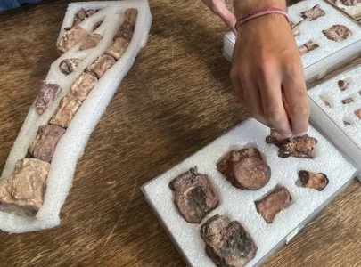 argentine scientists find speedy 90 million year old herbivore dinosaur argentine scientists find speedy 90 million year old herbivore dinosaur