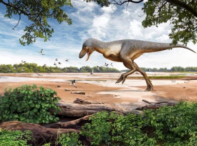 rare fossil of adolescent tyrannosaurus   teen rex   found by us kids rare fossil of adolescent tyrannosaurus   teen rex   found by us kids