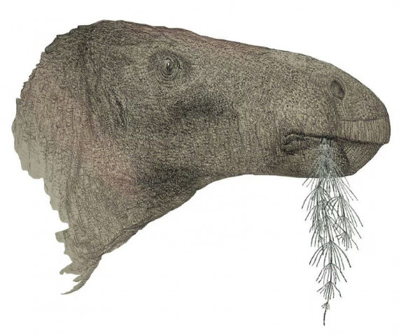 uk discovers its most complete dinosaur in a century uk discovers its most complete dinosaur in a century