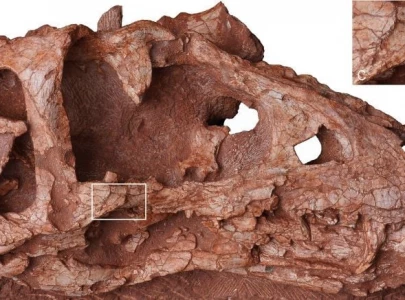 chinese scientists discover new tyrannosaur species chinese scientists discover new tyrannosaur species