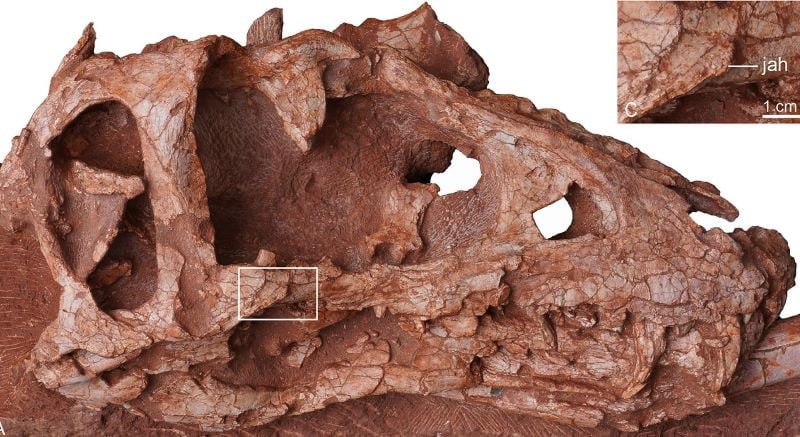 the skull of asiatyrannus xui measures 47 5 centimeters in length photo nature