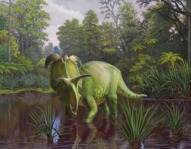 montana s lokiceratops unveiling a dinosaur with mythical horns montana s lokiceratops unveiling a dinosaur with mythical horns