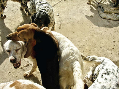 biting rejection landlord sets dogs on girl for rejecting him a year ago