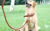 three year old critically injured after being mauled by security guard s pet dog in pattoki