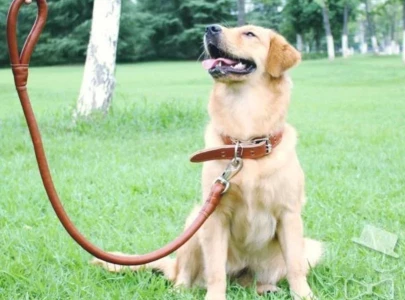 three year old critically injured after being mauled by security guard s pet dog in pattoki three year old critically injured after being mauled by security guard s pet dog in pattoki