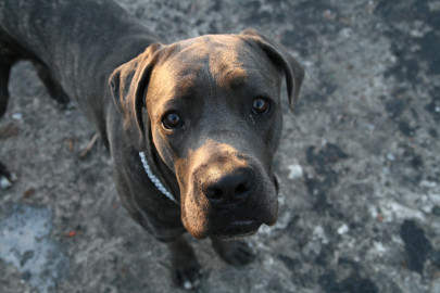 jewish court sentences dog to death by stoning