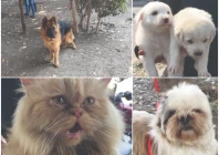 a glimpse of lahore s sunday pet market where a variety of animals are bought and sold attracting pet lovers from across the city photo express