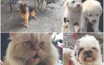 pet market demolition lamented pet market demolition lamented