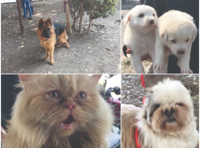 market revamp sparks controversy market revamp sparks controversy