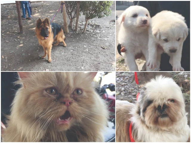 a glimpse of lahore s sunday pet market where a variety of animals are bought and sold attracting pet lovers from across the city photo express a glimpse of lahore s sunday pet market where a variety of animals are bought and sold attracting pet lovers from across the city photo express