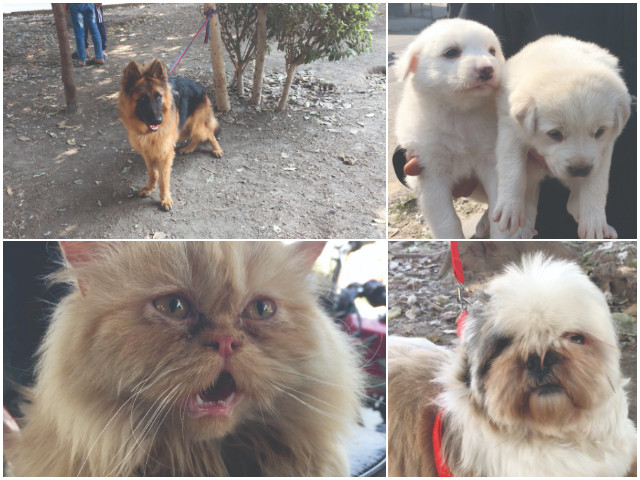 a glimpse of lahore s sunday pet market where a variety of animals are bought and sold attracting pet lovers from across the city photo express