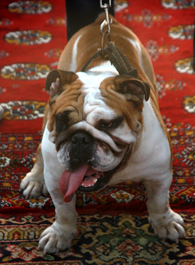 A dog at the pet show. PHOTO: ATHAR KHAN