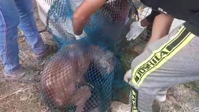 dog two cats rescued from the bottom of a well dog two cats rescued from the bottom of a well