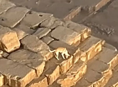 viral footage of dog atop 455 ft great pyramid of giza takes internet by storm viral footage of dog atop 455 ft great pyramid of giza takes internet by storm