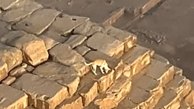 dog spotted atop of giza pyramid photo screen grab