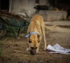 stray dogs pose growing threat in punjab as attacks deaths rise