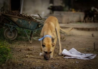 stray dogs pose growing threat in punjab as attacks deaths rise