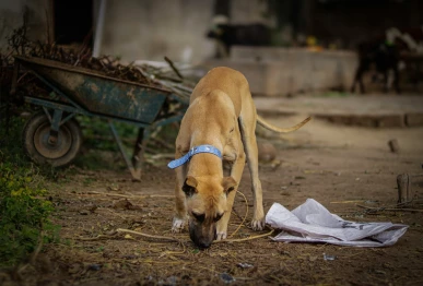 stray dogs pose growing threat in punjab as attacks deaths rise