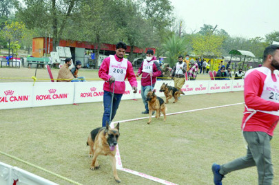 dog lovers brave cold for german shepherd show dog lovers brave cold for german shepherd show