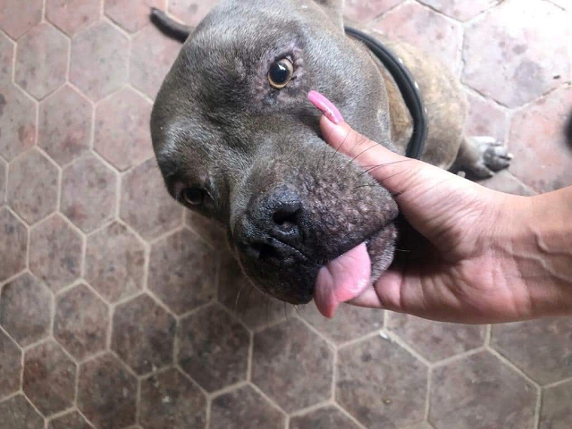 the nine year old pitbull was shot dead by the owner s neighbour on new year s eve photo express the nine year old pitbull was shot dead by the owner s neighbour on new year s eve photo express