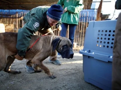 south korea to ban eating dogs