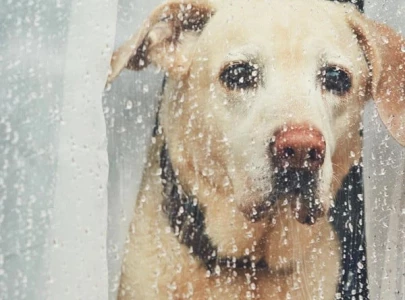 pets can get the blues too signs of depression to watch out for in cats dogs