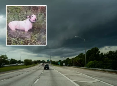 state trooper rescues dog tied to pole on i 75 as tornado rages nearby state trooper rescues dog tied to pole on i 75 as tornado rages nearby