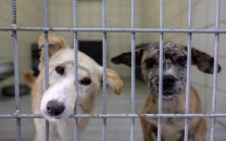 ihc puts cda islamabad metropolitan corporation on notice over dog culling ihc puts cda islamabad metropolitan corporation on notice over dog culling