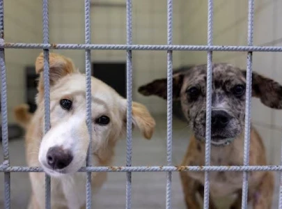 ihc puts cda islamabad metropolitan corporation on notice over dog culling ihc puts cda islamabad metropolitan corporation on notice over dog culling
