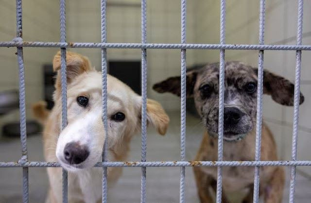 stray dogs look out from behind bars as they are under treatment at istanbul municipality s animal rehabilitation centre in istanbul turkey may 27 2024 photo reuters stray dogs look out from behind bars as they are under treatment at istanbul municipality s animal rehabilitation centre in istanbul turkey may 27 2024 photo reuters