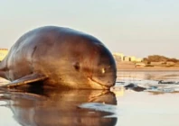 carcass of an indo pacific finless porpoise dolphin lies on a seaside in ormara district photo express