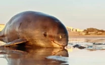 rare dolphin found dead in ormara